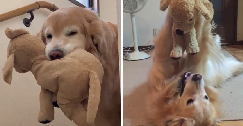 Un Golden juega tiernamente con un perrito de peluche y las redes se derriten de amor Un Golden juega tiernamente con un perrito de peluche y las redes se derriten de amor
