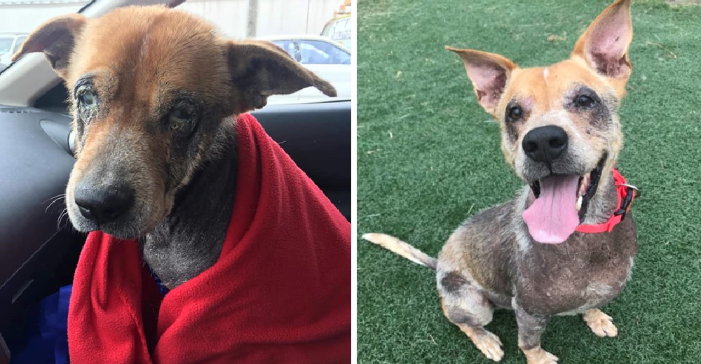 Nadie lo quiere adoptar porque perdió su pelaje mientras sobrevivía en las calles