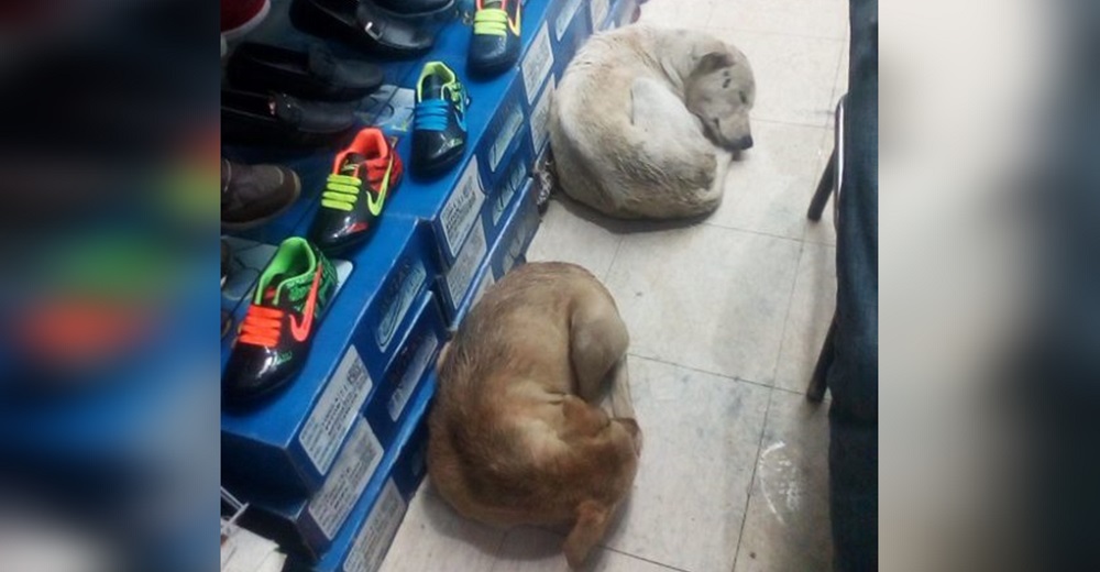 Captan a perritos callejeros que se quedaron dormiditos en una zapatería mientras llovía afuera