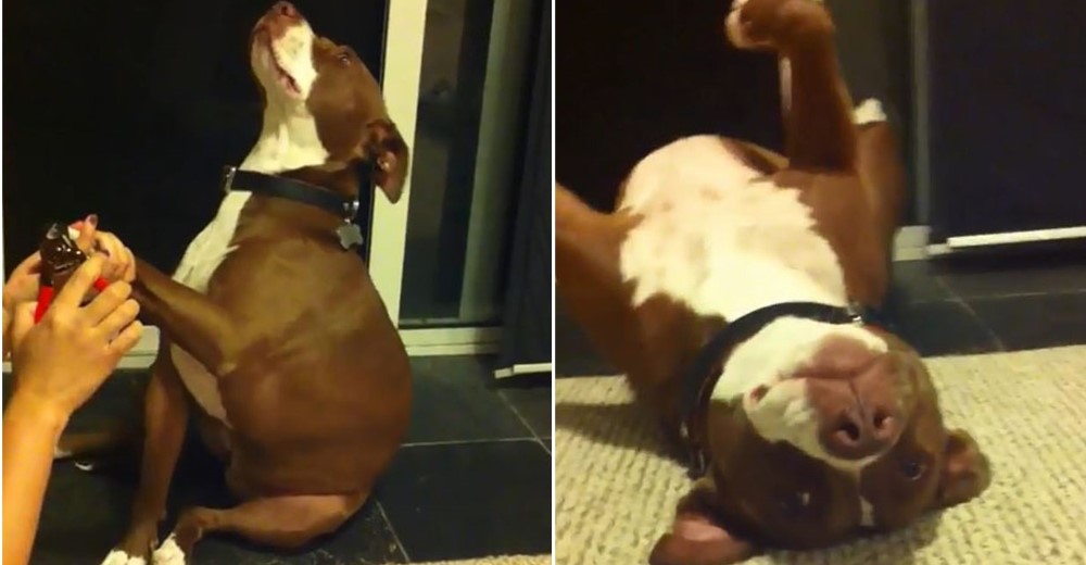 La «dramática» reacción de la pit bull que finge un desmayo para que no le corten las uñas La «dramática» reacción de la pit bull que finge un desmayo para que no le corten las uñas