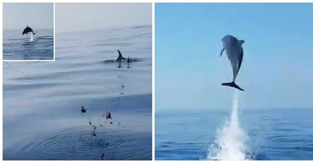 Una madre delfín tiene el mayor gesto de gratitud con los pescadores que salvaron a su bebé