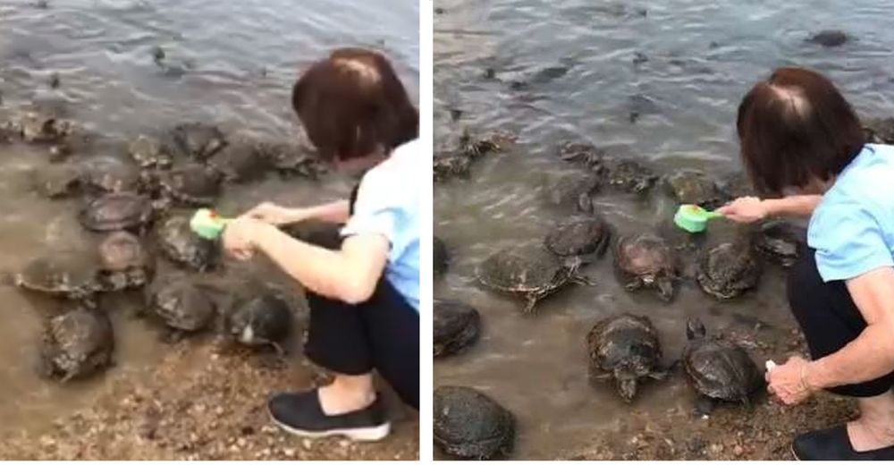 Adorables tortugas se alinean para recibir un masaje cuando ven a una mujer con un cepillo