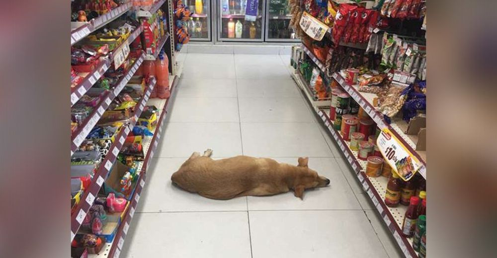 Descubre en el fondo de una tienda un perro dormido que había sido abandonado Descubre en el fondo de una tienda un perro dormido que había sido abandonado