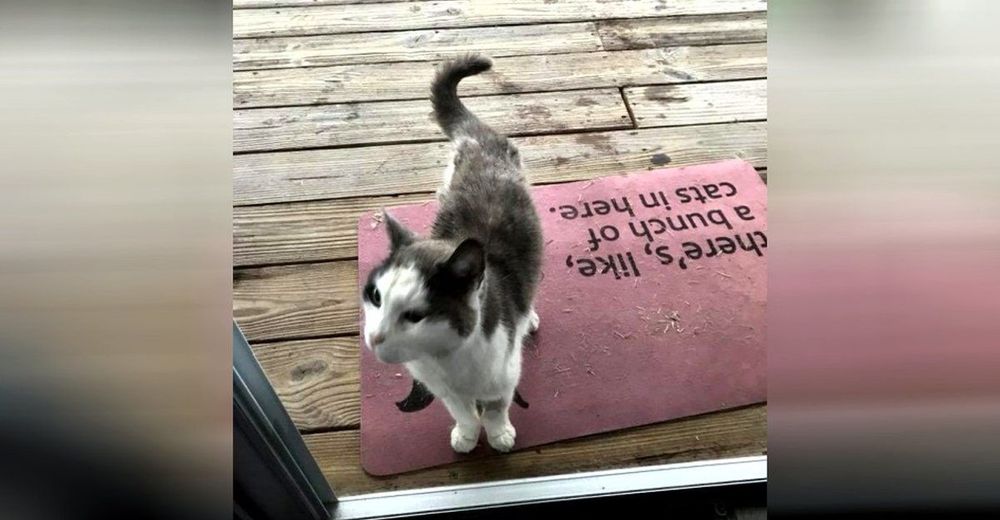 Gatito callejero sigue a una mujer hasta la puerta de su casa y le pide ayuda desesperada