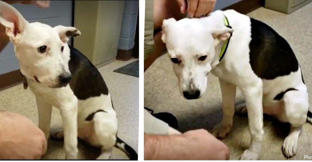 Adoptan a un cachorro del refugio pero una semana después deciden regresarlo entre lágrimas Adoptan a un cachorro del refugio pero una semana después deciden regresarlo entre lágrimas