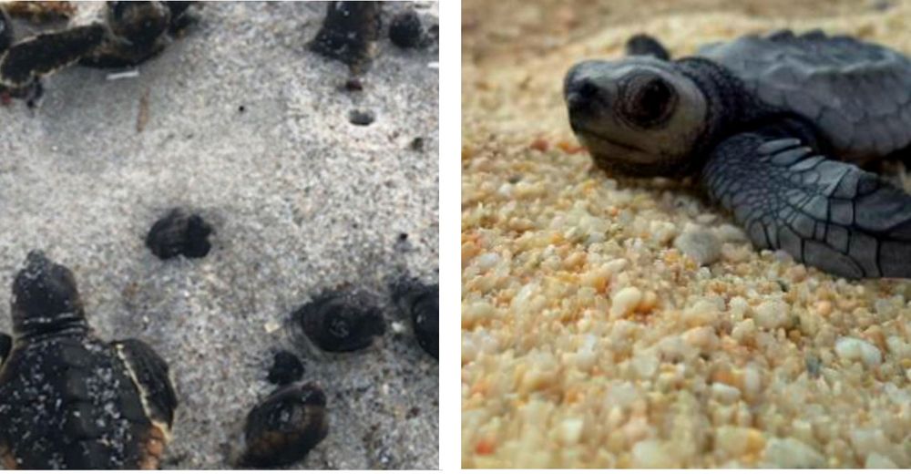Indignación tras encontrar pequeñas tortugas marinas bebés quemadas en una playa