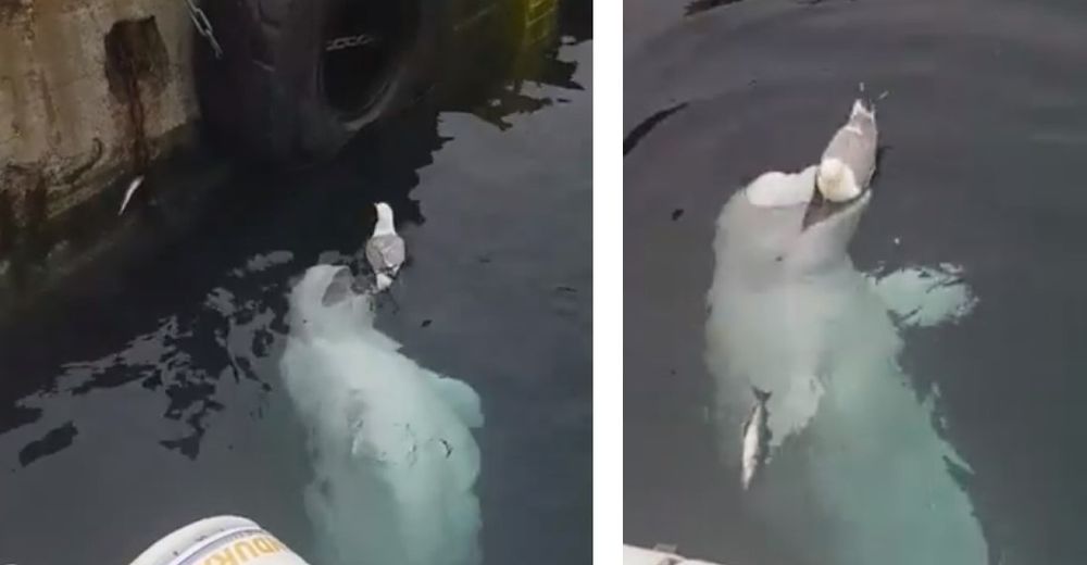 El casual encuentro entre una ballena beluga y una gaviota conquistan las redes