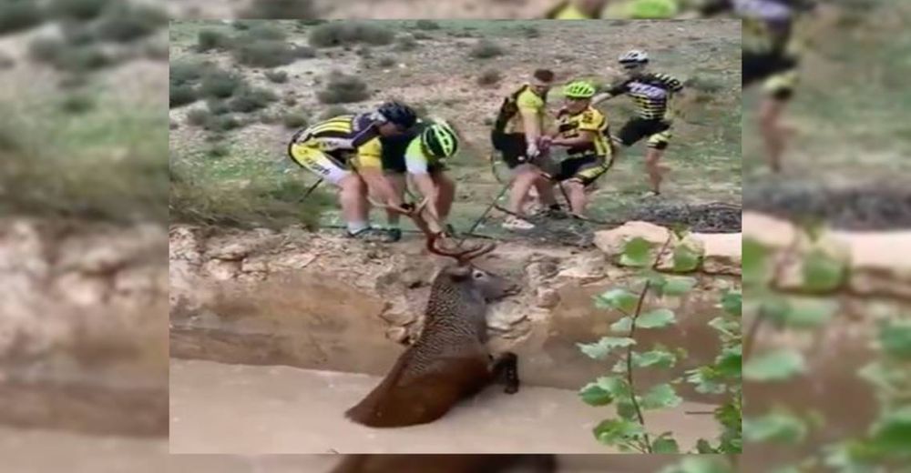 Un grupo de valientes ciclistas salvan a un ciervo de morir ahogado Un grupo de valientes ciclistas salvan a un ciervo de morir ahogado