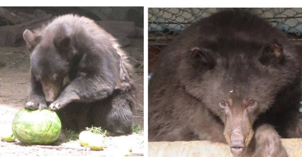 Cinder, el oso que sobrevivió a los incendios forestales pierde la vida en manos de un cazador