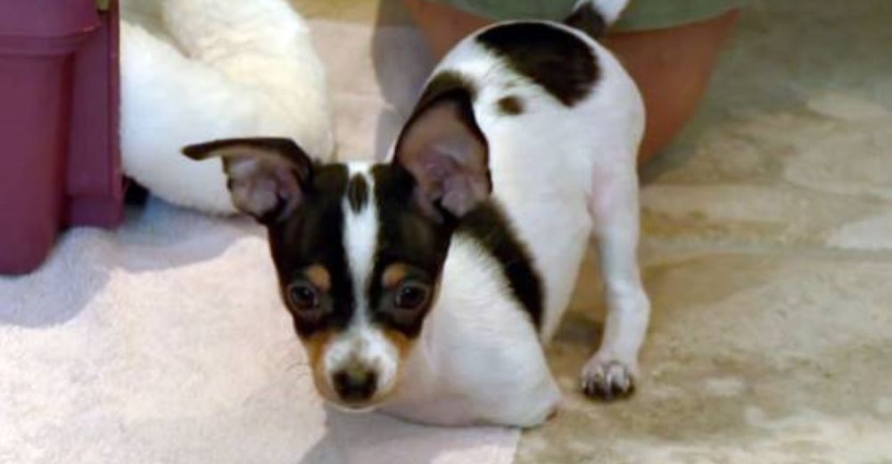 Querían sacrificarlo porque no tenía sus patitas delanteras pero el amor de una familia lo salvó Querían sacrificarlo porque no tenía sus patitas delanteras pero el amor de una familia lo salvó