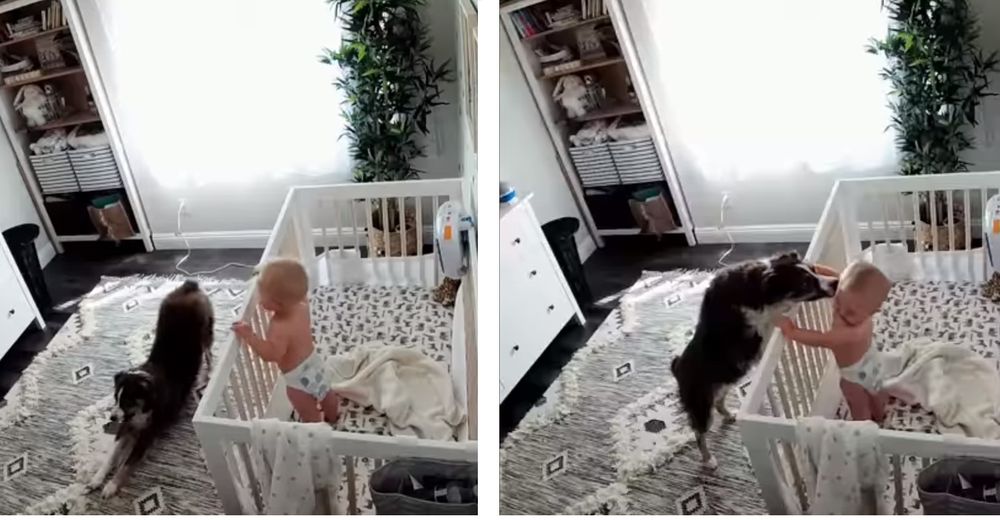 La curiosa rutina de un bebé y su perrito para dormir la siesta conquista miles de corazones La curiosa rutina de un bebé y su perrito para dormir la siesta conquista miles de corazones