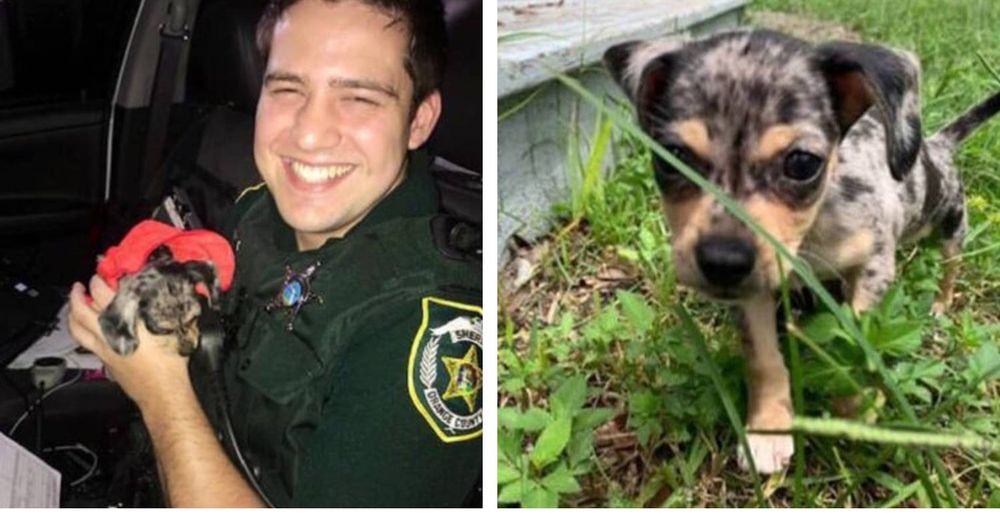 Un perro dejado en un auto corría peligro tras el huracán Dorian, pero un oficial llegó a tiempo