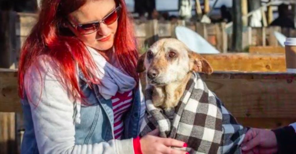 Tiran a un perro anciano en el veterinario para ser sacrificado, hasta que lo miraron a los ojos Tiran a un perro anciano en el veterinario para ser sacrificado, hasta que lo miraron a los ojos