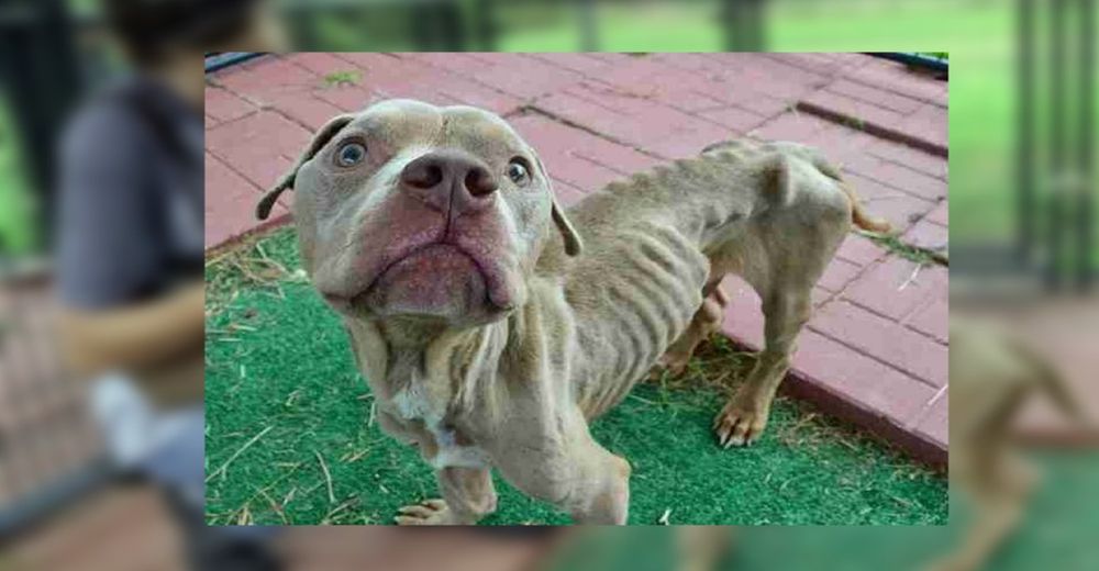 La increíble recuperación de un perro flamélico dejado en una jaula para que muriera de hambre La increíble recuperación de un perro flamélico dejado en una jaula para que muriera de hambre