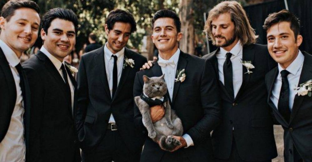 Un youtuber convierte a su gatito en el chico más guapo en el día de su boda Un youtuber convierte a su gatito en el chico más guapo en el día de su boda