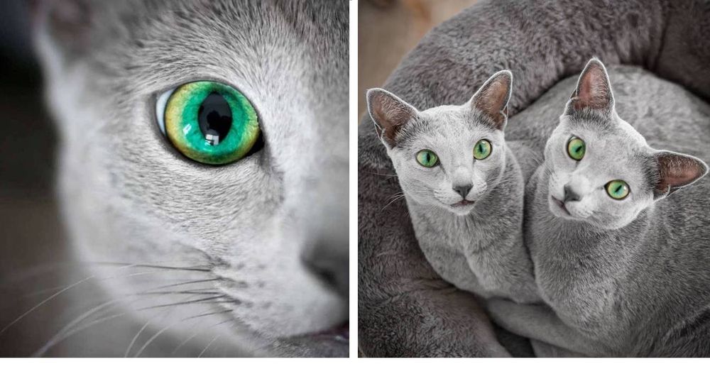 Hermanas con ojos verde como la esmeralda e imponentes abrigos plateados revolucionan las redes Hermanas con ojos verde como la esmeralda e imponentes abrigos plateados revolucionan las redes
