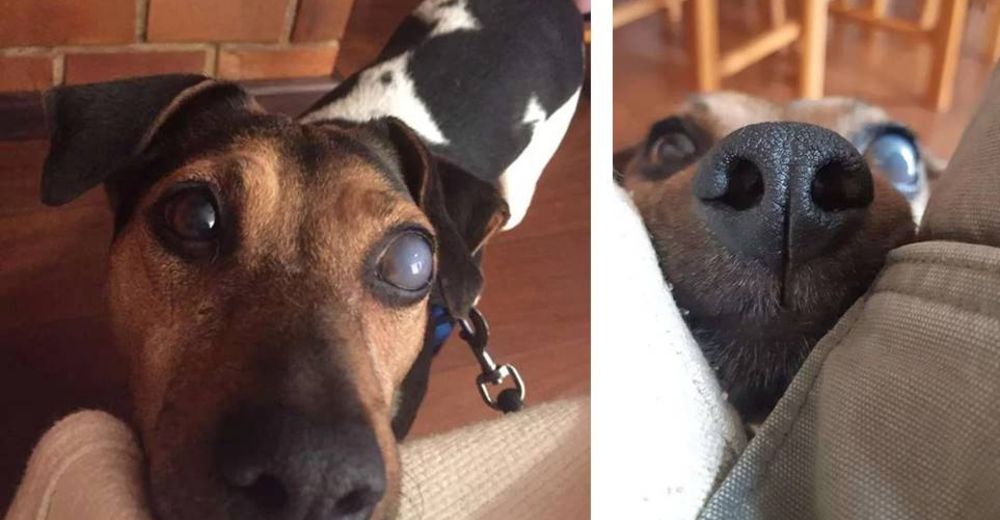 Perdió la vista, pero se asegura de la forma más adorable posible de que su familia está cerca Perdió la vista, pero se asegura de la forma más adorable posible de que su familia está cerca