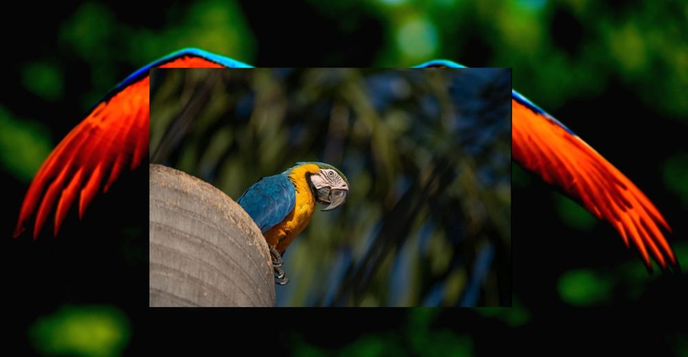 Loros salvajes huyen de la sequía a causa de los incendios forestales y encuentran el paraíso Loros salvajes huyen de la sequía a causa de los incendios forestales y encuentran el paraíso