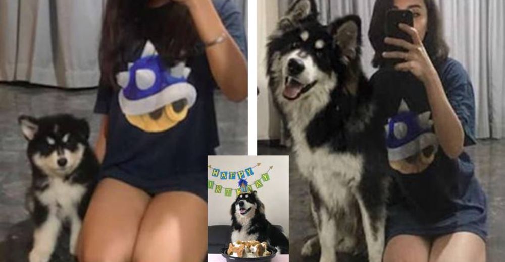 Le toma fotos mensuales a su perrita y no para de crecer, su transformación es increíble Le toma fotos mensuales a su perrita y no para de crecer, su transformación es increíble