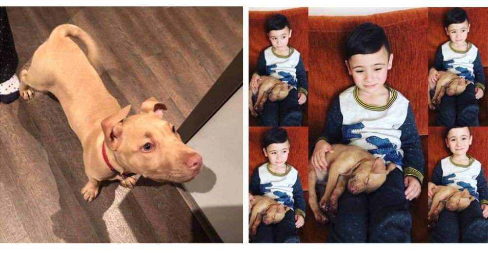 El emotivo reencuentro de un pequeño de 5 años con su perrito que había sido robado El emotivo reencuentro de un pequeño de 5 años con su perrito que había sido robado