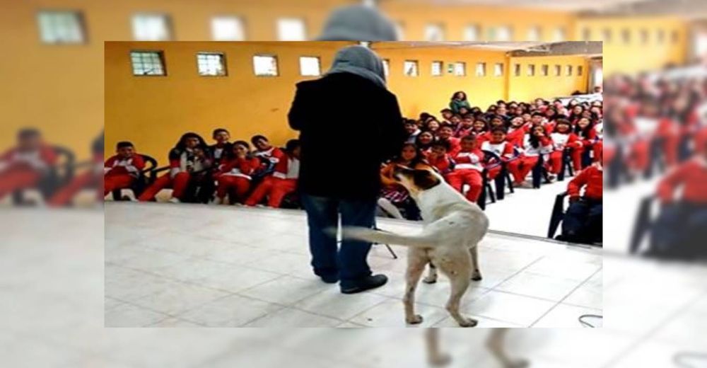 Perrito cautiva a la multitud tras unirse improvisadamente a un saxofonista en el escenario Perrito cautiva a la multitud tras unirse improvisadamente a un saxofonista en el escenario