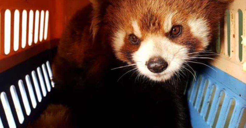 Rescatan pandas rojos de un cruel destino, podrían ser la próxima ambición del mercado negro