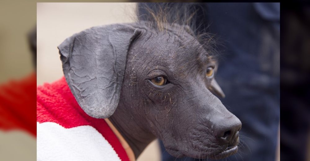 La apasionante historia de un perrito calvo que se convirtió en patrimonio cultural de su país La apasionante historia de un perrito calvo que se convirtió en patrimonio cultural de su país