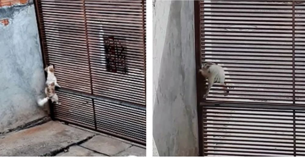 Espera con la cámara para descubrir cómo su perro escapa de su casa sin dejar huellas Espera con la cámara para descubrir cómo su perro escapa de su casa sin dejar huellas