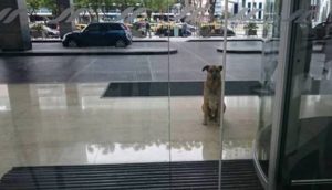 Perrito callejero espera a una azafata después de cada vuelo rogando que regrese a mirarla