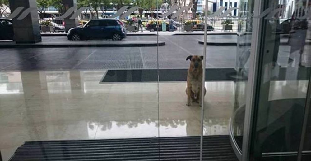 Perrito callejero espera a una azafata después de cada vuelo rogando que regrese a mirarla Perrito callejero espera a una azafata después de cada vuelo rogando que regrese a mirarla