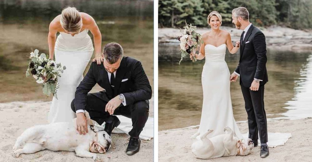 Perrito se niega hacer caso en la sesión de fotos de sus padres y el resultado es increíble Perrito se niega hacer caso en la sesión de fotos de sus padres y el resultado es increíble