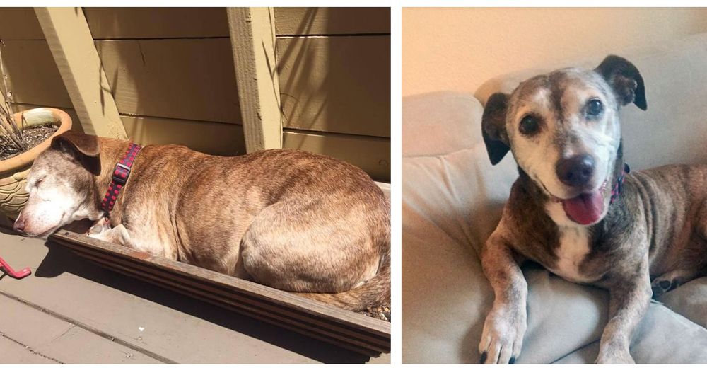 Perrito sordo callejero se queda dormido en el porche de una mujer y su vida cambia para siempre Perrito sordo callejero se queda dormido en el porche de una mujer y su vida cambia para siempre