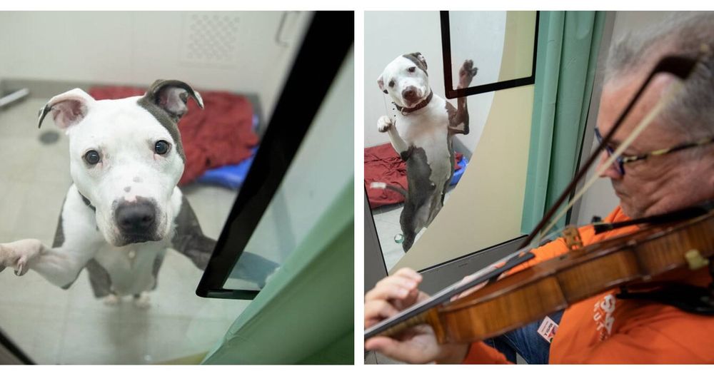 Violinista toca música clásica para perritos con un duro pasado y su recuperación es increíble
