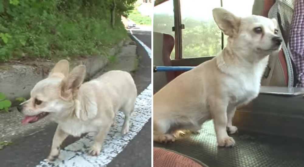 Esta perrita viaja de ida y vuelta sola en un autobús solo para estar cerca de su familia Esta perrita viaja de ida y vuelta sola en un autobús solo para estar cerca de su familia
