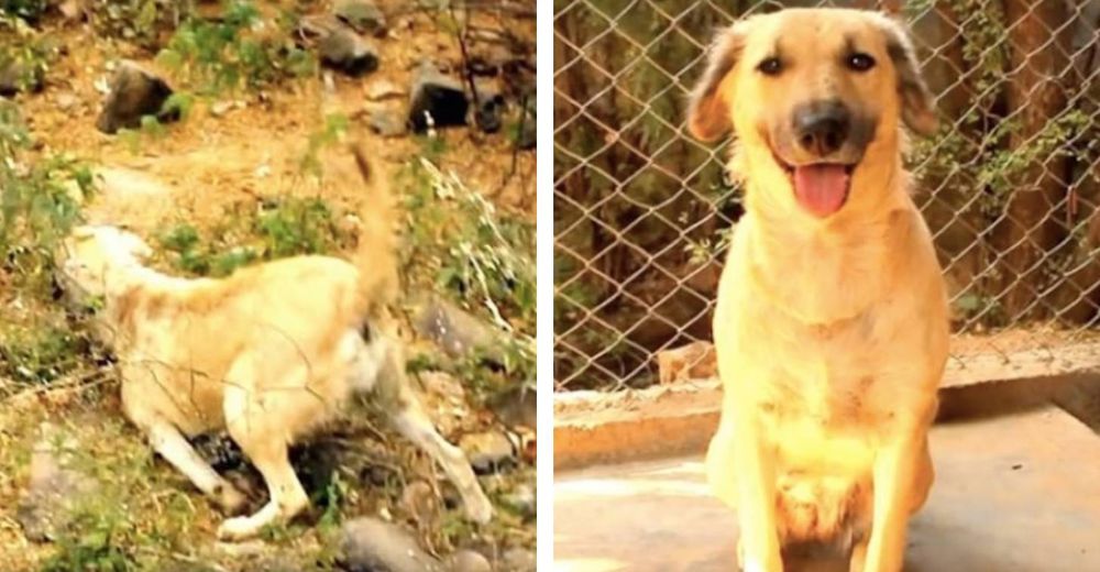 Atropellan a una perrita embarazada pero su instinto de madre logró lo que parecía imposible Atropellan a una perrita embarazada pero su instinto de madre logró lo que parecía imposible