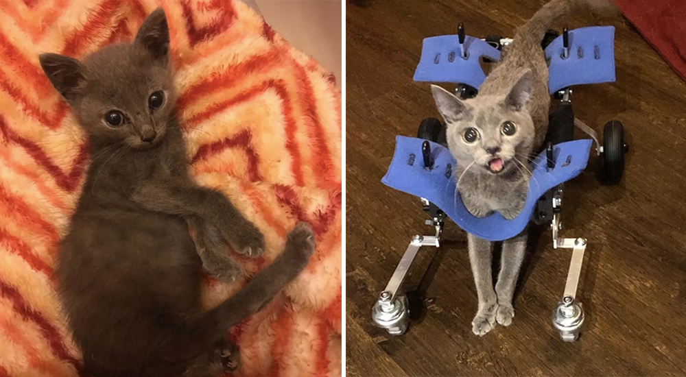 Lo rechazaron por sus tiernos colmillos y sus raras patas hasta que obtuvo la familia que soñó Lo rechazaron por sus tiernos colmillos y sus raras patas hasta que obtuvo la familia que soñó
