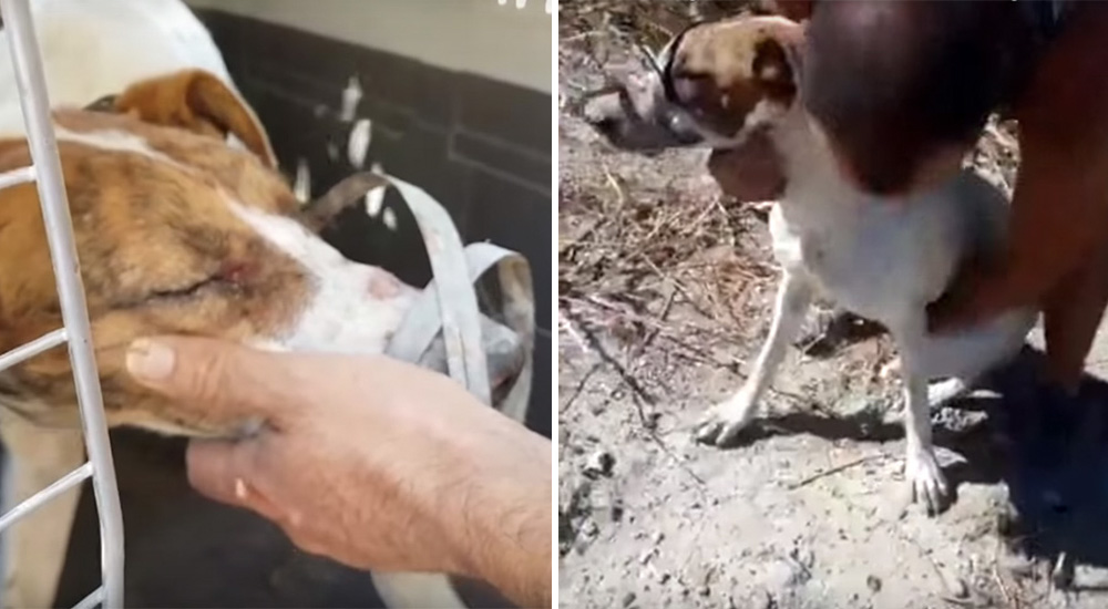 Perrita ciega es rescatada de un vertedero de basura y ganarse su confianza parecía imposible Perrita ciega es rescatada de un vertedero de basura y ganarse su confianza parecía imposible