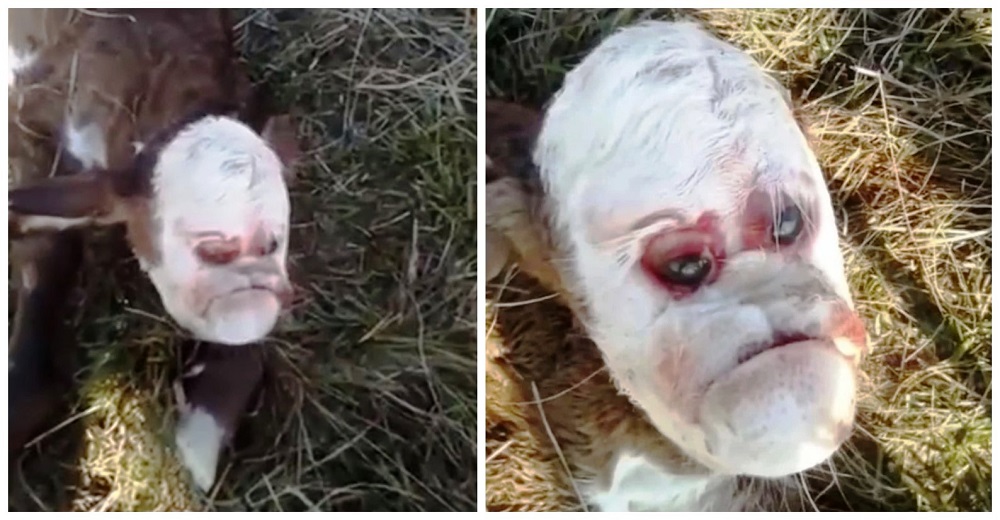Conmoción en las redes por el ternero que nació con el rostro parecido al de un humano Conmoción en las redes por el ternero que nació con el rostro parecido al de un humano