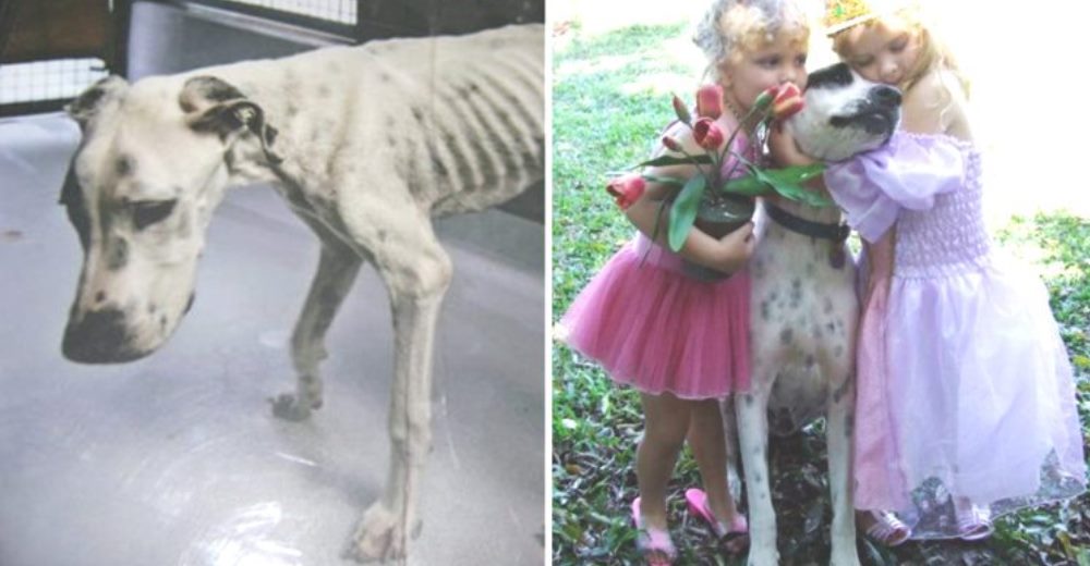 Se convierte en el miembro más amoroso de la familia que lo salvó de morir de hambre abandonado Se convierte en el miembro más amoroso de la familia que lo salvó de morir de hambre abandonado