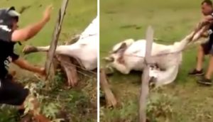 Todos pasan de largo ante una vaca agonizante atrapada en una cerca de púas pero no era su final