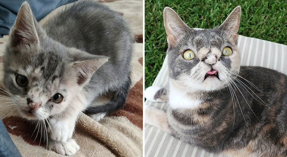 El destino de esta gata con una condición especial era el peor, pero alguien sí quiso adoptarla El destino de esta gata con una condición especial era el peor, pero alguien sí quiso adoptarla