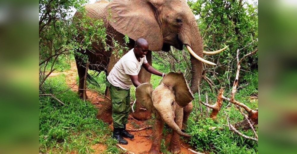 Mamá elefante lleva a presentar a su bebé al hombre que le salvó la vida 21 años atrás