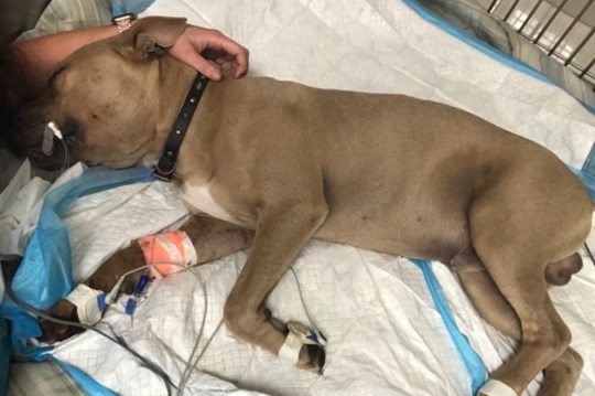 Touched by the heroic pitbull dog who bravely sacrificed his life to protect the children from the extremely poisonous snake (VIDEO)