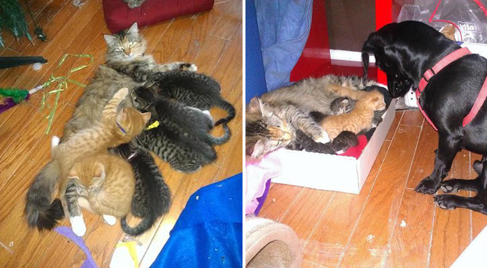 El corazón de este perrito es tan grande que no fue suficiente adoptar 7 gatitos recién nacidos El corazón de este perrito es tan grande que no fue suficiente adoptar 7 gatitos recién nacidos