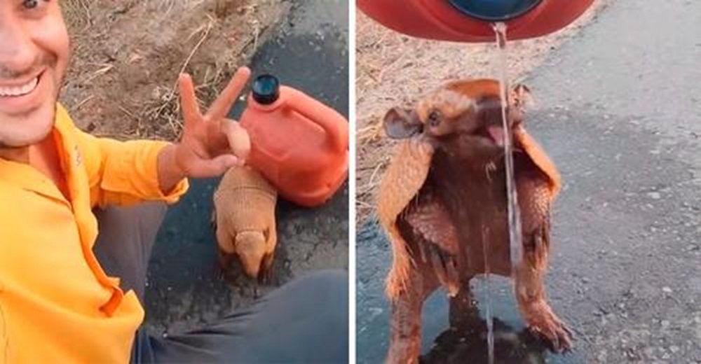 Motociclista se detiene a mover a un pobre armadillo del asfalto caliente y refrescarlo con agua