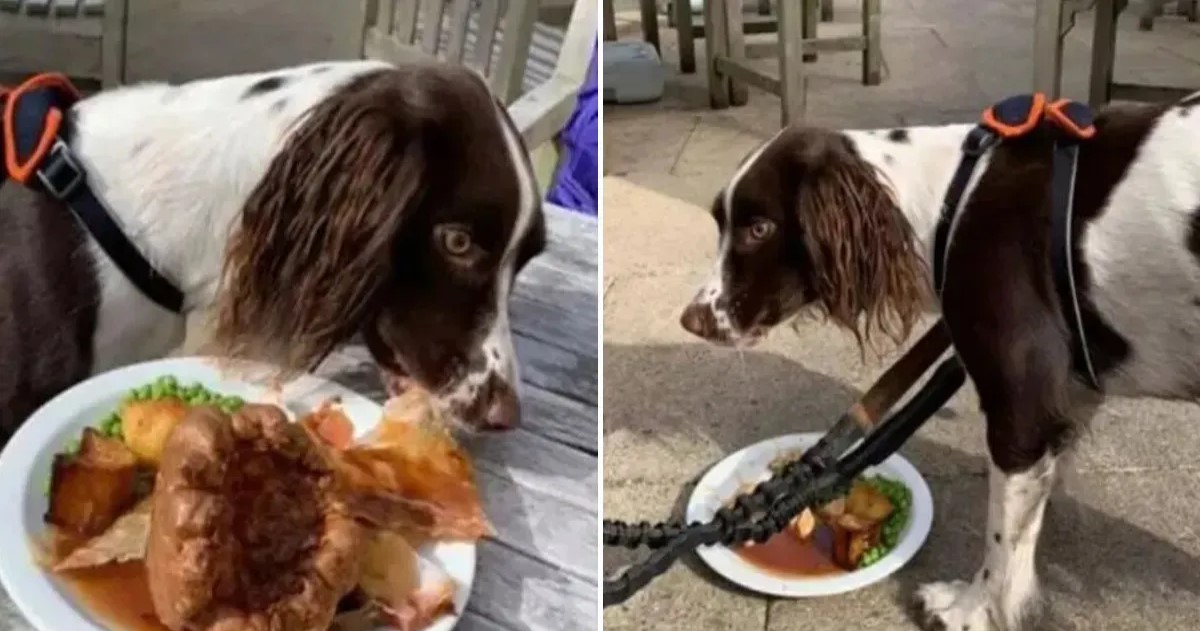 Causa polémica por comprarle un asado de carne a su mascota en un restaurante Causa polémica por comprarle un asado de carne a su mascota en un restaurante