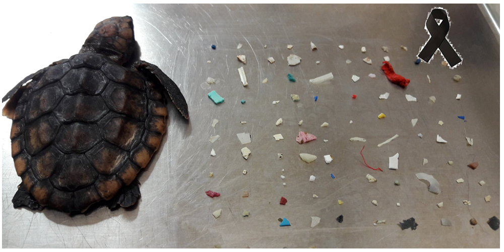 Hallan sin vida a una tortuga con 104 trozos de plástico en el interior de su pequeño estómago