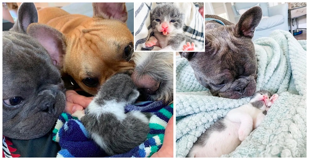 Perros bulldog escuchan llorar a un gatito bebé que perdió a su mamá y no pueden pasar de largo Perros bulldog escuchan llorar a un gatito bebé que perdió a su mamá y no pueden pasar de largo