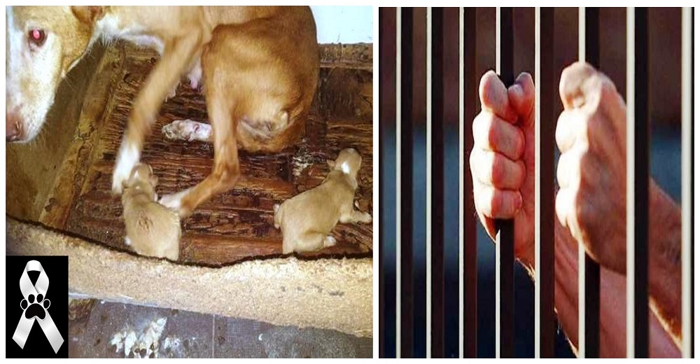 Es castigado con todo el rigor de la ley por tirar a la basura a 3 cachorros para que murieran Es castigado con todo el rigor de la ley por tirar a la basura a 3 cachorros para que murieran