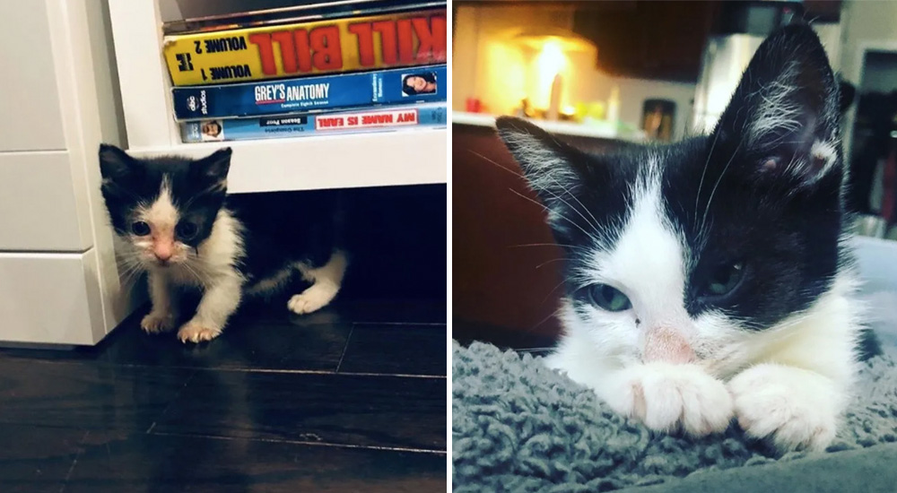 La llevó a casa temporalmente para ayudarla a superar sus temores pero ella tenía su propio plan La llevó a casa temporalmente para ayudarla a superar sus temores pero ella tenía su propio plan